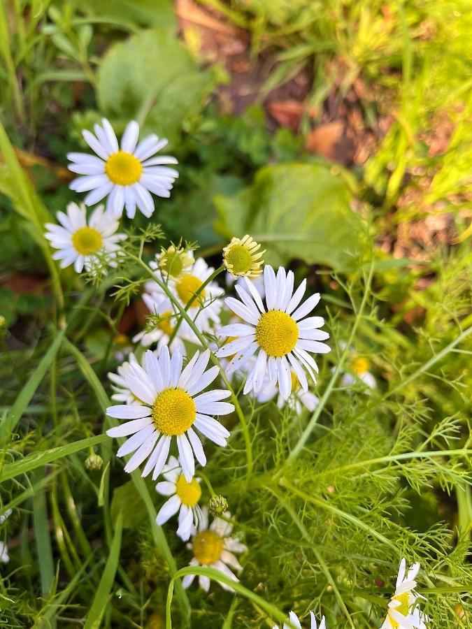 Le Gite Marguerite - Calvados : Vue Panoramique Sur La Normandie Hermival-les-Vaux Buitenkant foto